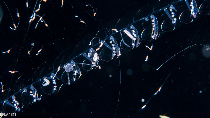 Lilyopsis problematica