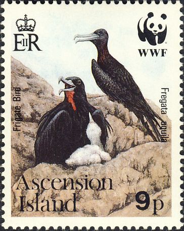 Fregata aquila Fregata aquila