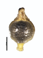 Achene of Rhynchospora nucistipitata