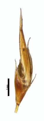 Spikelet of Rhynchospora nucistipitata