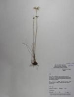 Holotype of Rhynchospora nucistipitata