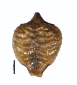 Achene of Rhynchospora chiquicerradensis