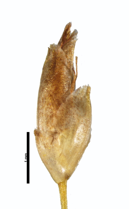 Spikelet of Rhynchospora chiquicerradensis