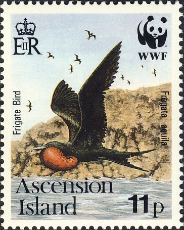 Fregata aquila Fregata aquila