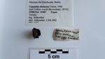 Coppatias distinctus Holotype