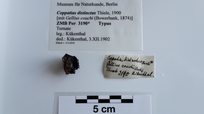 Coppatias distinctus Holotype