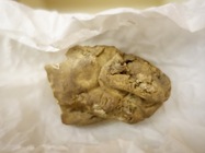 Rhabdastrella globostellata Holotype