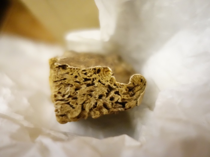 Rhabdastrella globostellata Holotype, side view