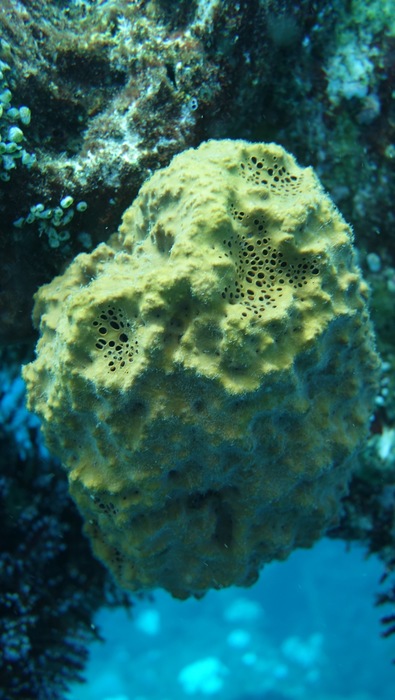 Rhabdastrella globostellata Specimen in Bali, Indonesia