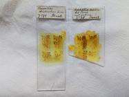 Slides with sections of holotype