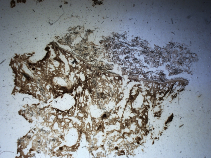 Section of holotype