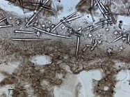 Section of holotype
