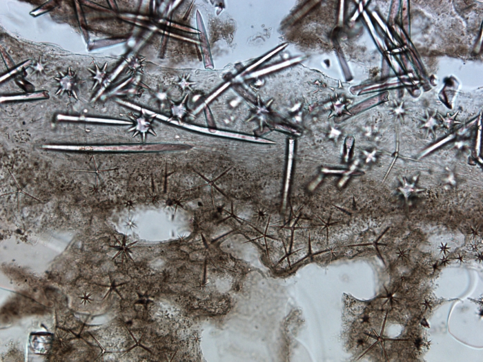 Section of holotype