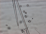 Aurora actinosa Triaene of holotype