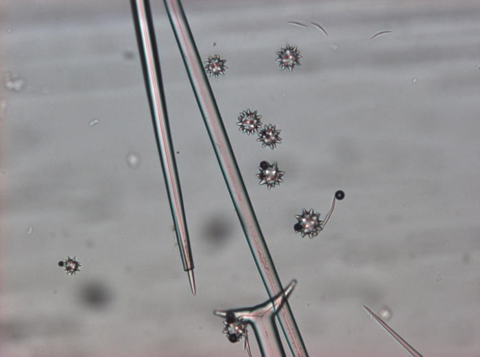 Aurora actinosa Triaene of holotype