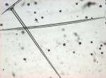 Aurora actinosa Triaene of holotype