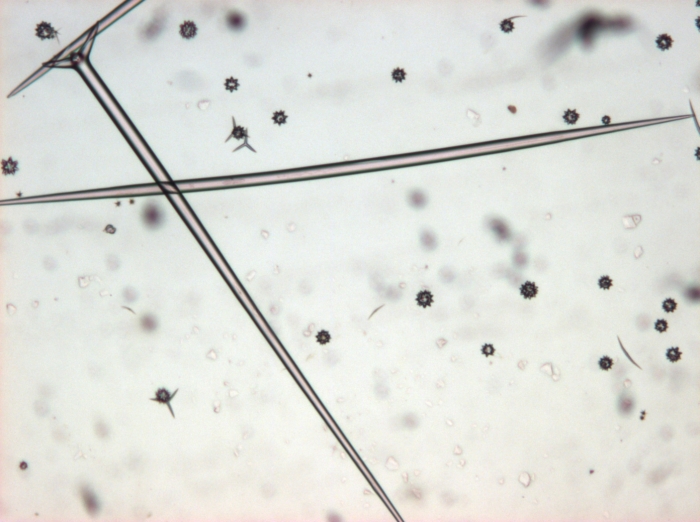 Aurora actinosa Triaene of holotype