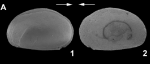 External view of Asciocythere uralte Somolinos, Sames, Casero & Barcenilla, 2026 from the original description