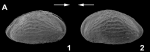 External view of Metacytheropteron aronnaxi Somolinos, Sames, Casero & Barcenilla, 2026 from the original description