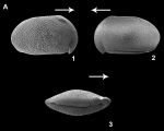External view of Cypridea vatra Díez-Somolinos, Barroso-Barcenilla, Berrocal-Casero, Rodríguez-Lazaro, García & Sames, 2025 from the original description