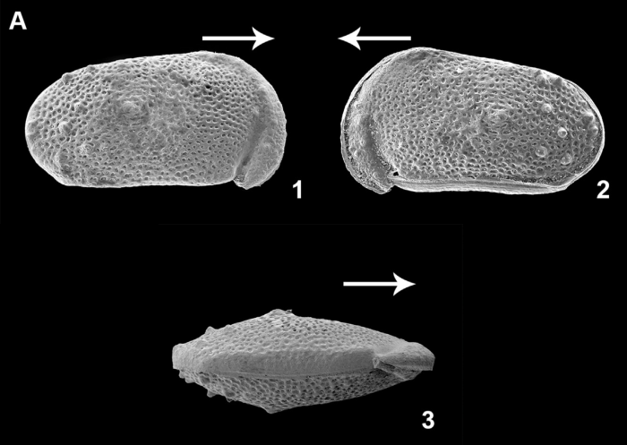External view of Cypridea marihoni Díez-Somolinos, Barroso-Barcenilla, Berrocal-Casero, Rodríguez-Lazaro, García &amp; Sames, 2025 from the original description