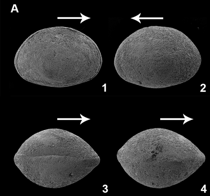 External view of Cyclocypris bamba Díez-Somolinos, Barroso-Barcenilla, Berrocal-Casero, Rodríguez-Lazaro, García &amp; Sames, 2025 from the original description