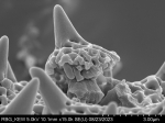 Pollen grain of Centauropsis perrieri, Humbert, H.; Capuron, R., 24902