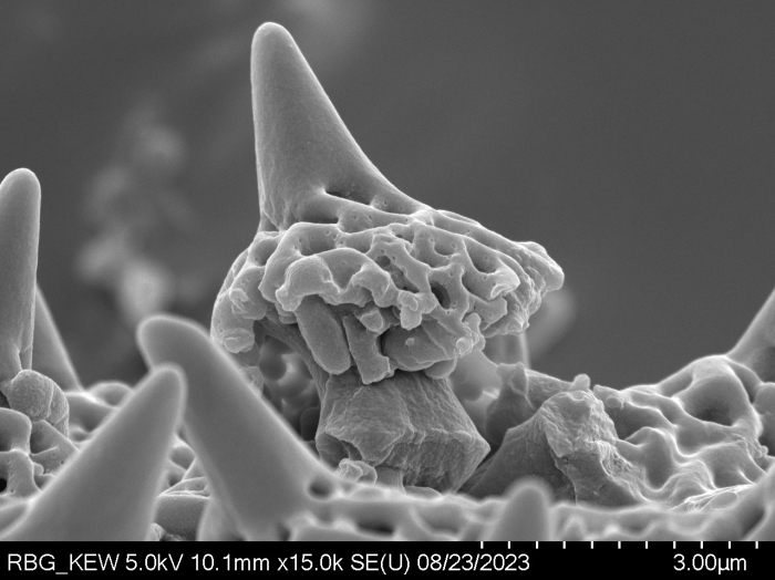 Pollen grain of Centauropsis perrieri, Humbert, H.; Capuron, R., 24902