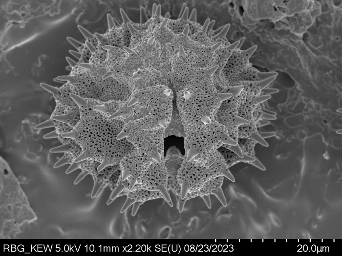 Pollen grain of Centauropsis perrieri, Humbert, H.; Capuron, R., 24902