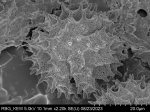 Pollen grain of Centauropsis perrieri, Humbert, H.; Capuron, R., 24902
