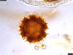 Pollen grain of Centauropsis perrieri, Humbert, H.; Capuron, R., 24902