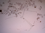 Spicules of lectotype