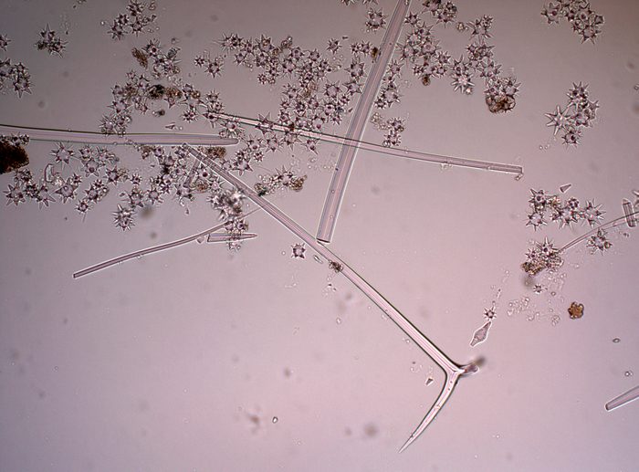 Spicules of lectotype