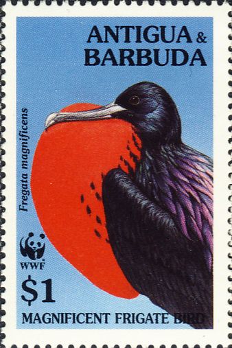 Fregata magnificens Fregata magnificens