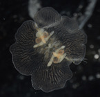 Vallicula multiformis, oral view