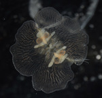 Vallicula multiformis, oral view