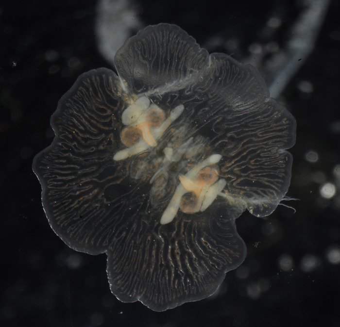 Vallicula multiformis, oral view
