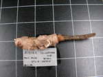 Paratype of Aurora trichophora Lévi & Lévi, 1989