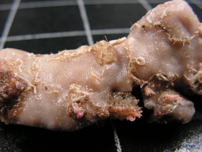 Paratype of Aurora trichophora Lévi &amp; Lévi, 1989
