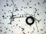 Spicules of holotype