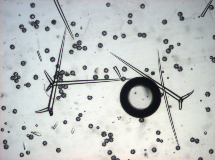 Spicules of holotype