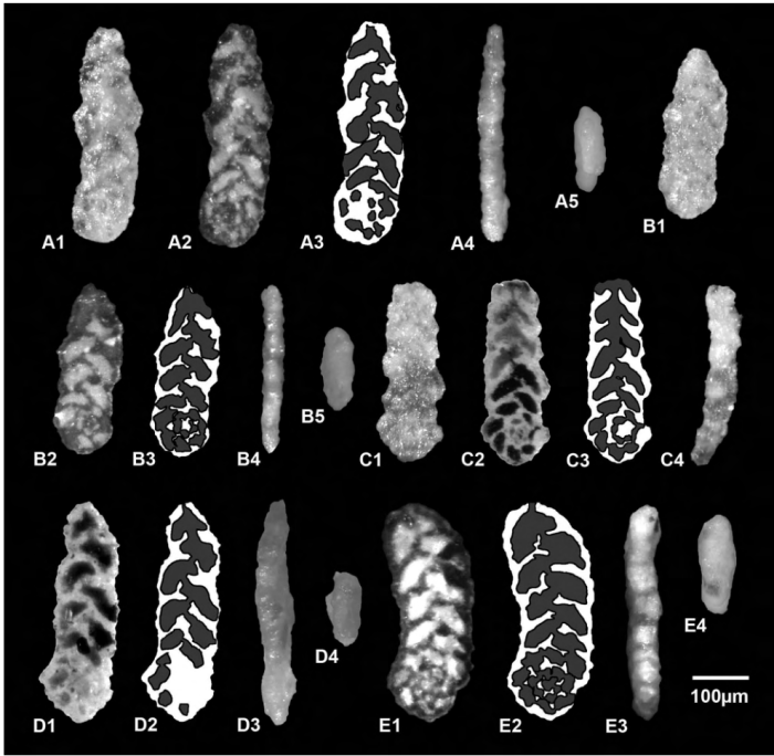 Plectoeratidus subarcticus Kaminski, Setoyama &amp; Tyszka, 2009