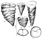 Textilina pseudorugosa subsp. fistulosa Mikhalevich, 1973
