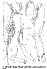 Macrosetella gracilis male