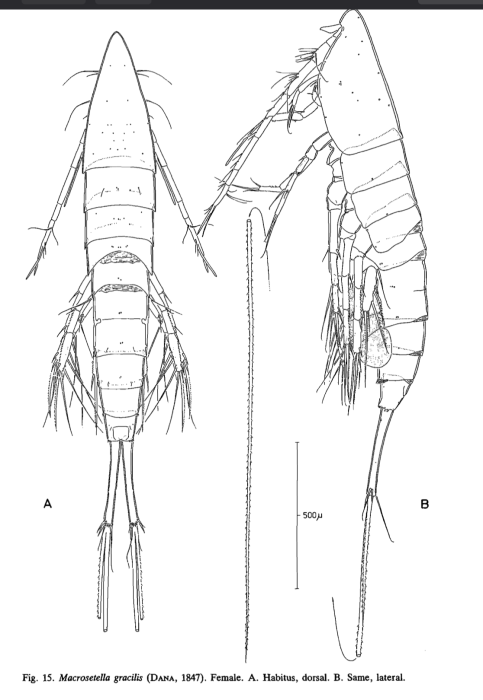 Macrosetella gracilis female