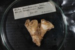 Holotype