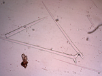 Holotype spicules