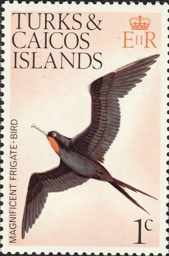 Fregata magnificens Fregata magnificens