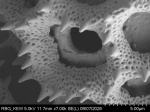 Pollen grain of Vernonia actae, L.1595241