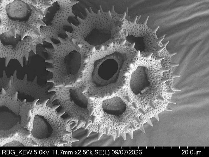 Pollen grain of Vernonia actae, L.1595241